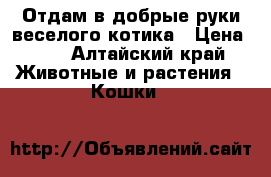 Отдам в добрые руки веселого котика › Цена ­ 1 - Алтайский край Животные и растения » Кошки   